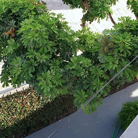 Vicky'S Guesthouse 卡沃斯 外观 照片